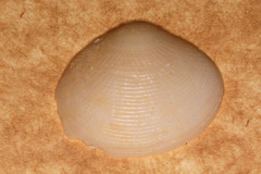 Veneroidea