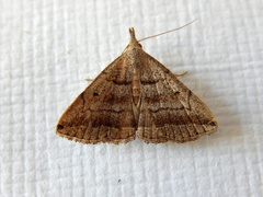 Lysimelia lenis
