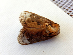 Mecytha fasciata