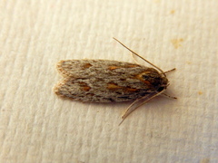 Phylomictis sarcinopa
