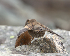 Leucosticte tephrocotis littoralis