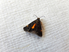 Heliothela ophideresana