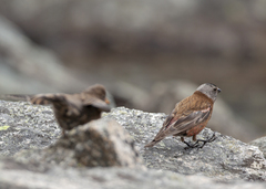 Leucosticte tephrocotis littoralis