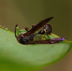 Australozethus tasmaniensis