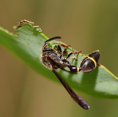 Australozethus tasmaniensis