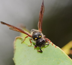 Australozethus tasmaniensis