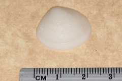 Veneroidea