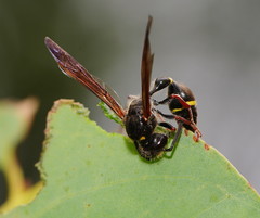 Australozethus tasmaniensis