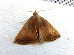 Simplicia armatalis