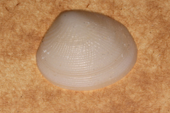 Veneroidea