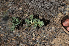 Pelargonium pillansii