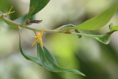 Persoonia stradbrokensis