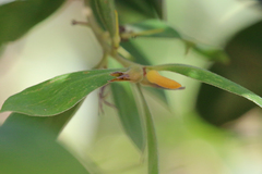 Persoonia stradbrokensis