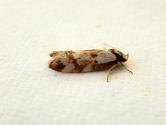 Palimmeces variegata