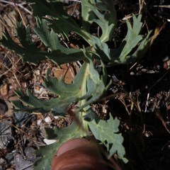 Pelargonium pillansii