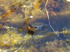 Lithobates virgatipes