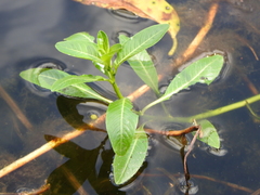 Ludwigia peploides montevidensis