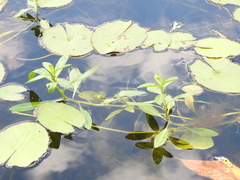 Ludwigia peploides montevidensis