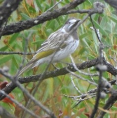 Purnella albifrons