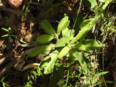 Psychotria loniceroides