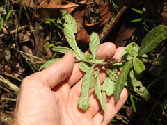 Psychotria loniceroides