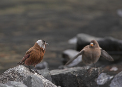Leucosticte tephrocotis littoralis