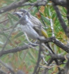 Purnella albifrons