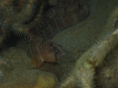 Pholis gunnellus