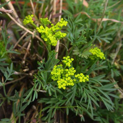Slickrock biscuitroot (Lomatium laevigatum)