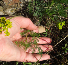 Lomatium laevigatum