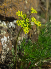 Lomatium laevigatum