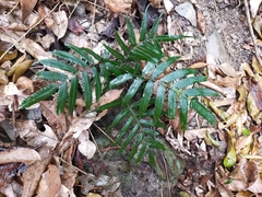 Bolbitis angustipinna