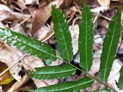 Bolbitis angustipinna