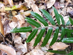 Bolbitis angustipinna