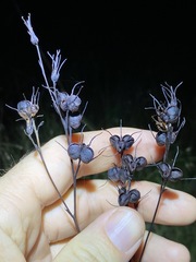 Haemodorum austroqueenslandicum