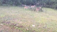 Axis axis ceylonensis