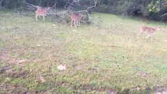 Axis axis ceylonensis