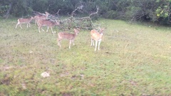 Axis axis ceylonensis