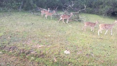 Axis axis ceylonensis