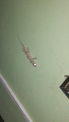 Hemidactylus leschenaultii