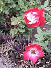Rosa