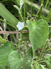 Ipomoea plebeia