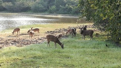 Axis axis ceylonensis