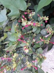 Mirabilis jalapa