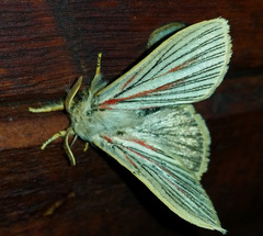 Grammodora nigrolineata