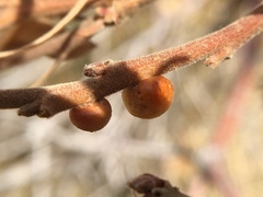 Disholcaspis perniciosa