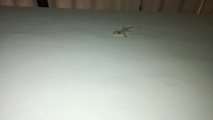 Hemidactylus leschenaultii