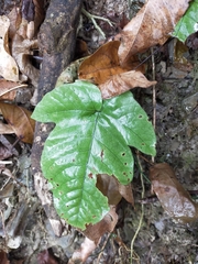Tectaria polymorpha