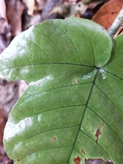 Tectaria polymorpha