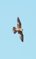 Falco peregrinus macropus